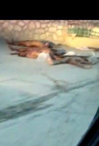 5 cadavres découverts à Juvenat dans la commune de Pétion-Ville